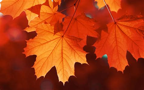 This Company Will Give You $1 for Every Fall Leaf You Send Them | Travel + Leisure