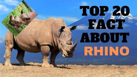 Top 20 Amazing Facts About Rhinos That You Should Know Youtube
