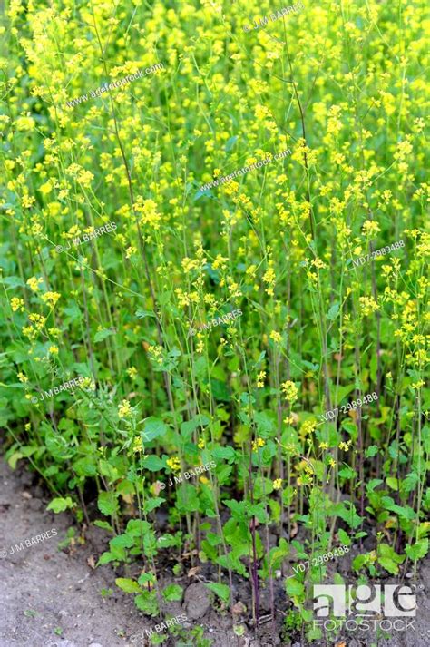 Black Mustard Brassica Nigra Is An Annual Plant Cultivated For Its