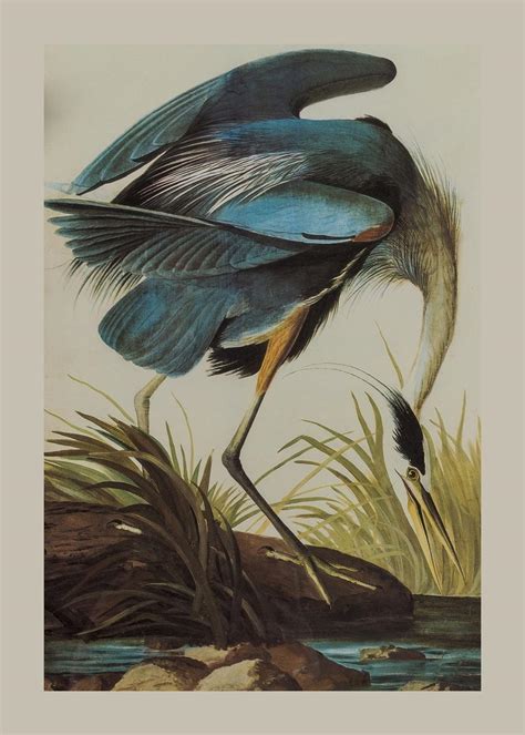 Sold Price Birds Audubon John James The Original Water Colour