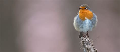 Das alte haus  ist ein 300 jahre altes, reetgedecktes bauernhaus im rundling von jameln. LANDLUFT - das Wendland Magazin, Mediadaten