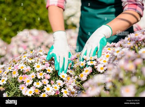 Hands In Gardening Gloves Touch Daisy Flowerbed Stock Photo Alamy