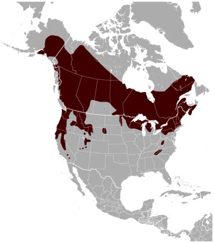 Northern Flying Squirrel Utah Mammals · Inaturalist