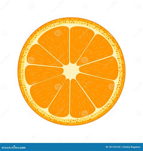Half Of Fruit Orange Stock Vector Illustration Of Fresh 101152195