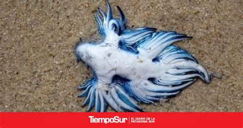 “dragón Azul” La Extraña Criatura Marina Fue Avistada En Una Playa