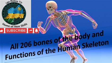 All 206 Bones And Functions Of The Skeleton Youtube