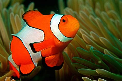Losing Nemo Climate Change Threatens The Colorful Clownfish