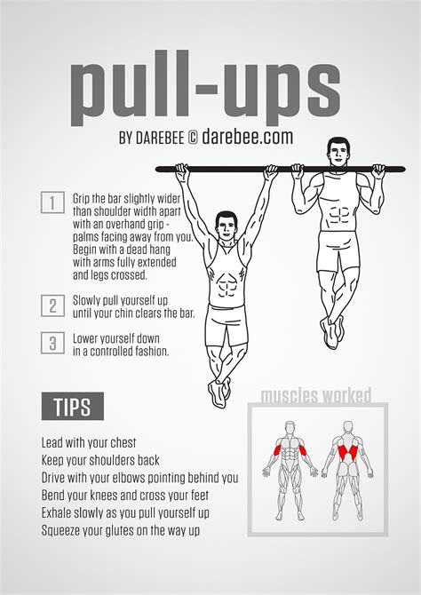 Pull Up Muscles Worked Diagram