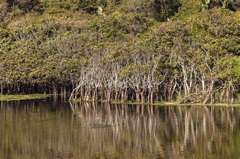 River Lagoon Trees Landscape Stock Image Image Of Rural Tropical