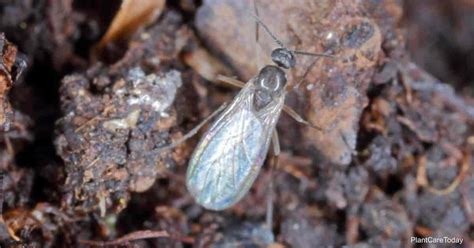 How To Get Rid Of Fungus Gnats In Soil Todayheadline