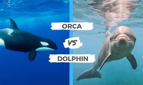 Orca Vs Dolphin Surfs Up Magazine