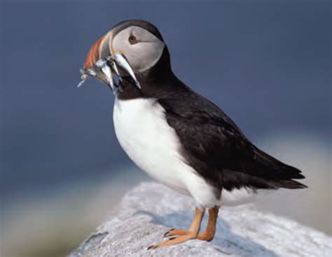 Puffin interesting facts and features. Animal Facts: Atlantic Puffin | Canadian Geographic