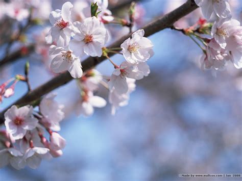 Free Download Japanese Cherry Blossom Garden Wallpaperhttprefreshroseblogspot X For