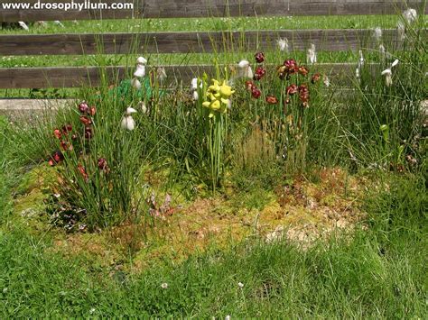 Wie groß das moorbeet wird und welche form es annimmt, liegt ganz in ihrem ermessen. Moorbeet - www.drosophyllum.com