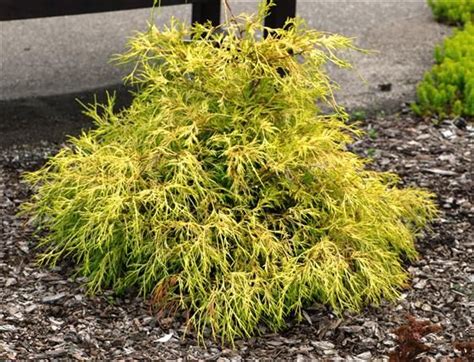 Lemon Thread Falsecypress For Yellow Evergreen Plants Garden Shrubs