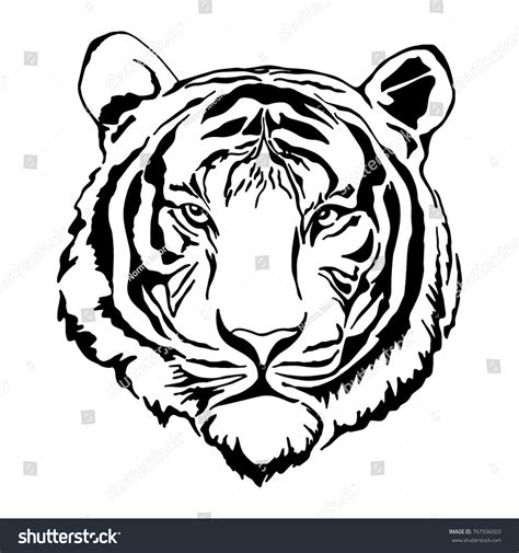 12 338 Tiger Head Outline Aiheista Kuvaa Kuvia Arkistovalokuvia Ja