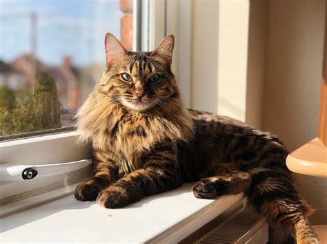 5 Things You Didnt Know About The Cashmere Bengal Cat