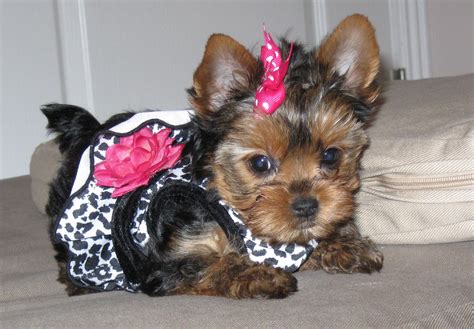 Non shedding puppies in ohio. Yorkie Haircuts Pictures - Coolest Yorkshire Terrier Haircuts