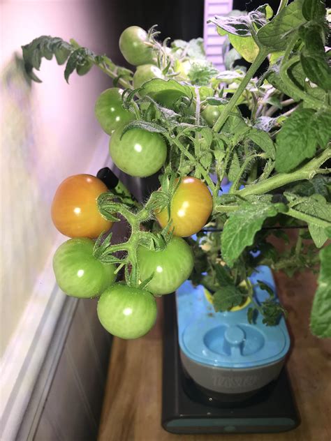 Happy To See Tomatoes Changing Color Water Change And Ag Nutrients To