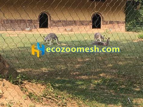 Australians and visitors alike love our kangaroos. Wire Rope Kangaroo Fence mesh, zoo mesh, Zoo Enclosure Netting