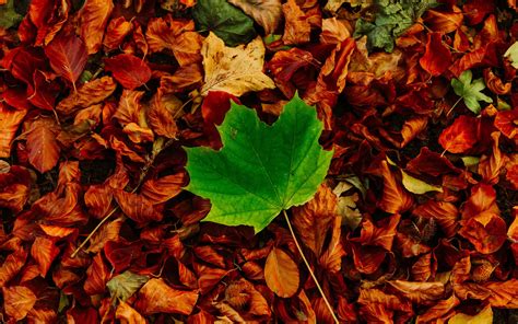 Download Wallpaper 3840x2400 Leaves Maple Autumn Fallen Contrast 4k