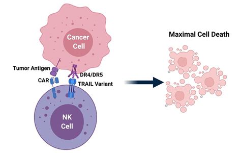 Nk Cells Cell Quest