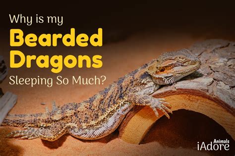 10 Reasons Why Is My Bearded Dragon Sleeping So Much Iadoreanimals