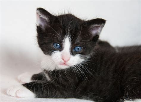 Black And White Cat Facts 13 Cool Facts About Black And White Breeds