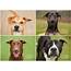 Dogs For Adoption At The Wake County SPCA  Raleigh Dog Photographer