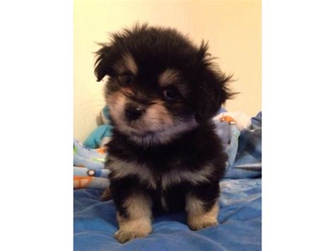 We did not find results for: Very cute Shih Tzu mix Pomeranian puppy needs master ...