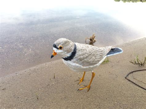 Piping Plover Carving By Michigan Artist Jim Durow Michigan Artists