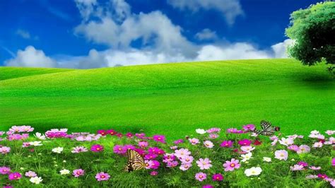Hd 1080p Nature Flower Scenery Video Royalty Free