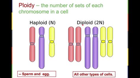 Eukaryotic Chromosomes YouTube