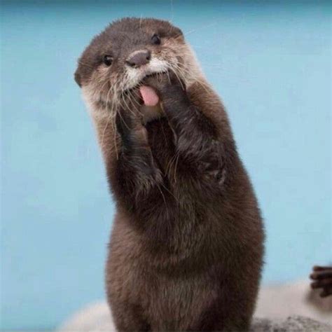 Funny Otter Cute Baby Animals Cute Animals Animals