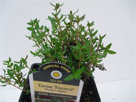 Thyme French Thymus Vulgaris