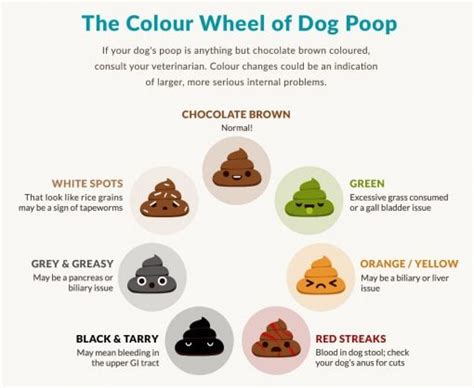 The Ultimate Guide To Dog Poop Poop Color Dr Marty Pets