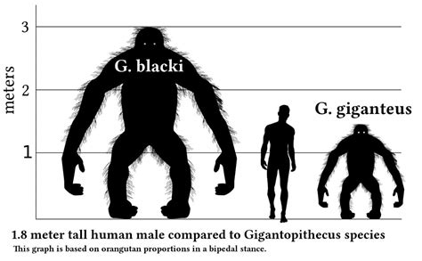 Human tall is the distance from the bottom of the feet to the top of the head. Gigantopithecus vs human size comparison - Our Planet