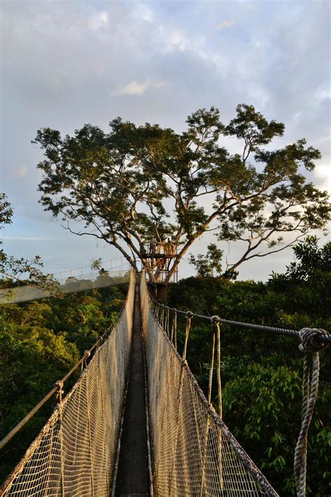 Tropical rainforests are found closer to the equator and temperate rainforests are found farther north near coastal areas. canopy walkway over the Amazon rainforest | Amazon ...