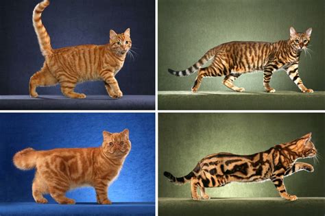 Cats Stripes And Spots Are Tracked To A Gene The New York Times