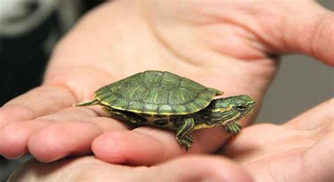 Mini Pet Turtles That Stay Small Gestufz