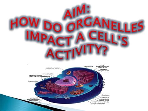 Ppt Aim How Do Organelles Impact A Cells Activity