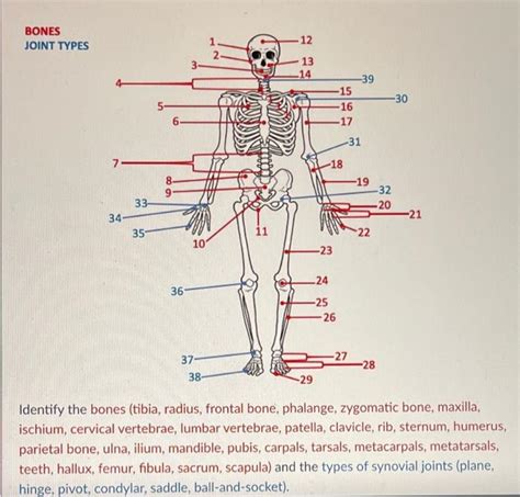 Solved Label The Bones And Synovial Joints Of The Body By Chegg Com