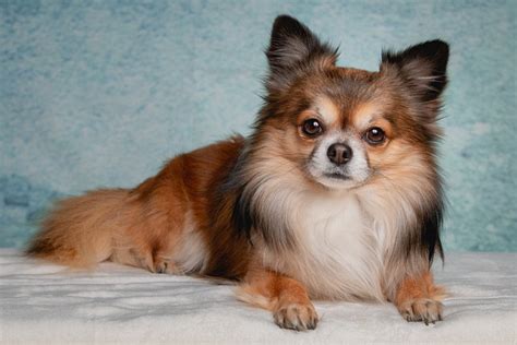 Chihuahua Hund Kæledyr Gratis Foto På Pixabay