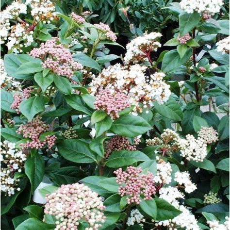 Viburnum Tinus