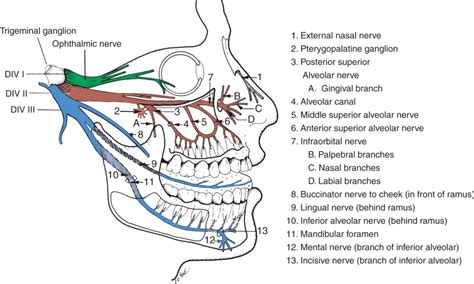 Trigeminal Nerve Anatomy Dental Anatomy Facial Nerve