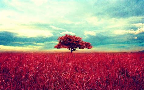 Trees Red Sky Horizon Clouds Nature Landscape Wallpapers Hd