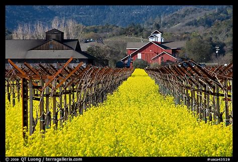 Picturephoto Mustard Flowers Vineyard And Winery Building Napa