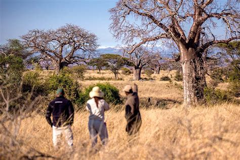 Tarangire National Park Walking Safari Tarangire National Park Tours