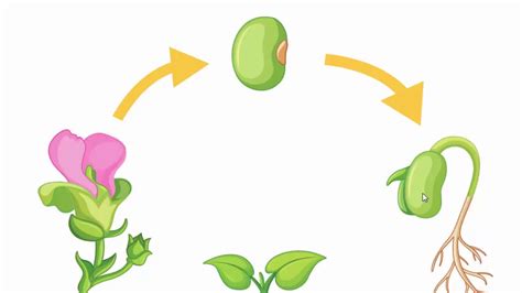 دورة حياة النبات للاطفال