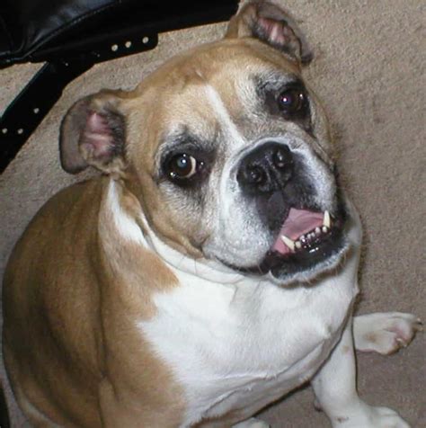English bulldogs suffer from a variety of health issues. Common English Bulldog Health Problems and Medical Issues